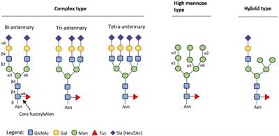 Challenges and Opportunities for the Large-Scale Chemoenzymatic Glycoengineering of Therapeutic N-Glycosylated Monoclonal Antibodies